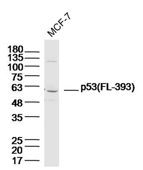 P53 (FL-393) Rabbit Polyclonal Antibody