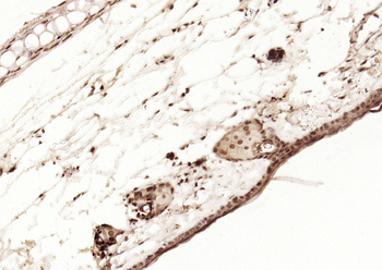 P53 (FL-393) Rabbit Polyclonal Antibody
