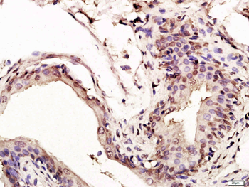 P53 (FL-393) Rabbit Polyclonal Antibody