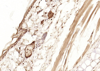 P53 (FL-393) Rabbit Polyclonal Antibody
