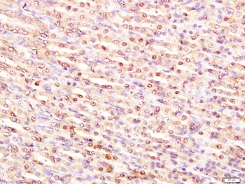 P53 (FL-393) Rabbit Polyclonal Antibody