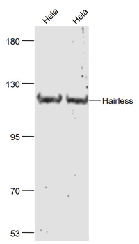Hairless Rabbit Polyclonal Antibody