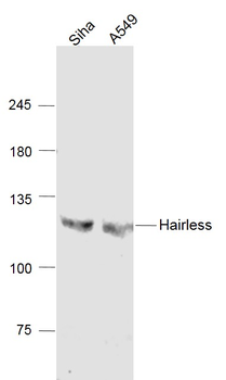 Hairless Rabbit Polyclonal Antibody