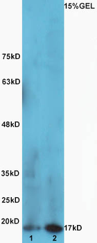 REG3A Rabbit Polyclonal Antibody