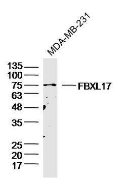 FBXL17 Rabbit Polyclonal Antibody