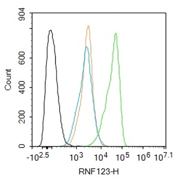 RNF123 Rabbit Polyclonal Antibody