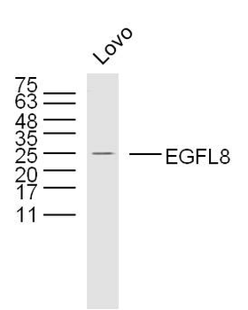 EGFL8 Rabbit Polyclonal Antibody