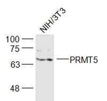 PRMT5 Rabbit Polyclonal Antibody