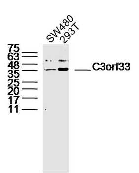 C3orf33 Rabbit Polyclonal Antibody