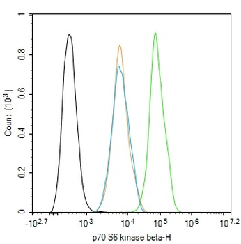 P70 S6 kinase beta Rabbit Polyclonal Antibody