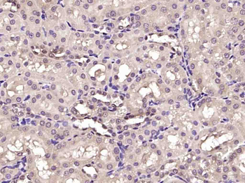 PAG608 Rabbit Polyclonal Antibody