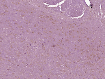 Thymosin beta 4 Rabbit Polyclonal Antibody