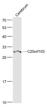 C20orf103 Rabbit Polyclonal Antibody