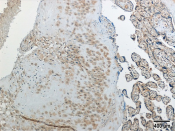 RTL8C Rabbit Polyclonal Antibody