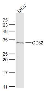 CD32 Rabbit Polyclonal Antibody