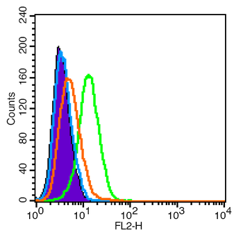 NCAM2 Rabbit Polyclonal Antibody