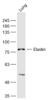 Elastin Rabbit Polyclonal Antibody