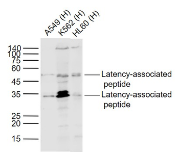 Latency-associated peptide Rabbit Polyclonal Antibody