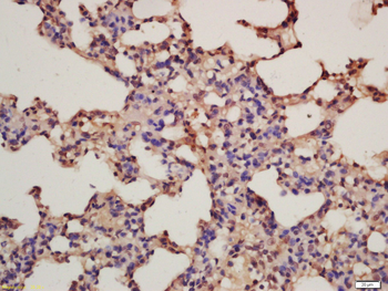 Phospho-IKKi (Ser172) Rabbit Polyclonal Antibody