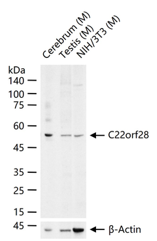 C22orf28 Rabbit Polyclonal Antibody