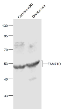 FAM71D Rabbit Polyclonal Antibody