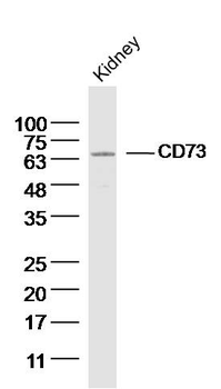 CD73 Rabbit Polyclonal Antibody