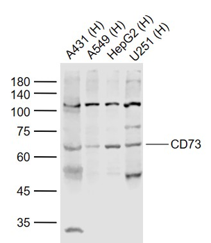 CD73 Rabbit Polyclonal Antibody
