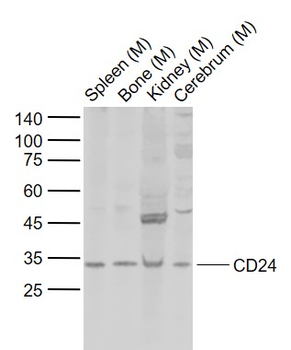 CD24 Rabbit Polyclonal Antibody