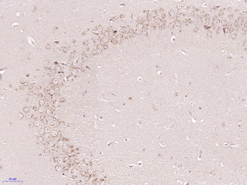 Gliomedin Rabbit Polyclonal Antibody