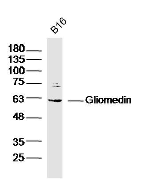 Gliomedin Rabbit Polyclonal Antibody