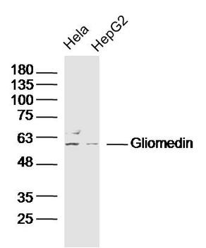 Gliomedin Rabbit Polyclonal Antibody