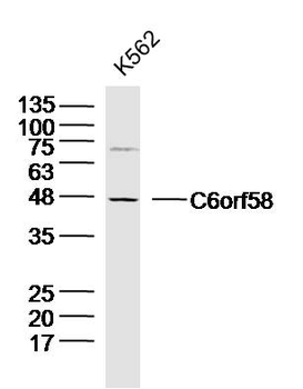 C6orf58 Rabbit Polyclonal Antibody