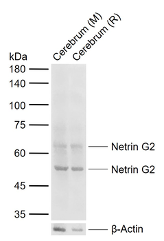 Netrin G2 Rabbit Polyclonal Antibody