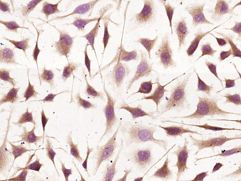 Laminin alpha 4 Rabbit Polyclonal Antibody