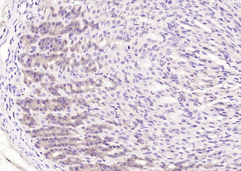 TECTB Rabbit Polyclonal Antibody