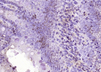 FAM84A Rabbit Polyclonal Antibody