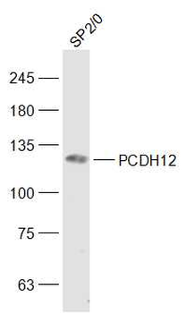 PCDH12 Rabbit Polyclonal Antibody