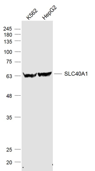 SLC40A1 Rabbit Polyclonal Antibody