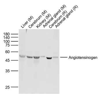 Angiotensin II Rabbit Polyclonal Antibody