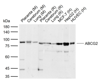 ABCG2 Rabbit Polyclonal Antibody
