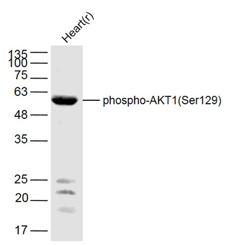 Phospho-AKT1 (Ser129) Rabbit Polyclonal Antibody