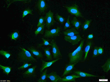 Phospho-AKT1 (Ser129) Rabbit Polyclonal Antibody