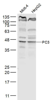 ACTR1B Rabbit Polyclonal Antibody