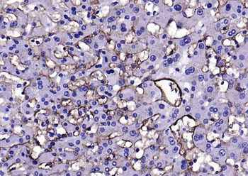 CD105 Rabbit Polyclonal Antibody