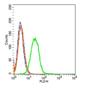 CD45 Rabbit Polyclonal Antibody