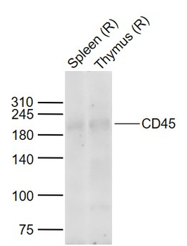 CD45 Rabbit Polyclonal Antibody