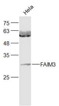 FAIM3 Rabbit Polyclonal Antibody