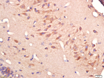 GPR106 Rabbit Polyclonal Antibody