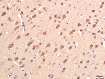 GPR106 Rabbit Polyclonal Antibody