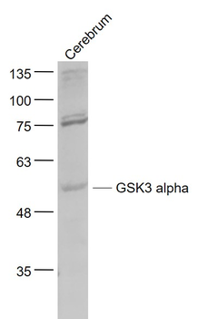 GSK3A Rabbit Polyclonal Antibody